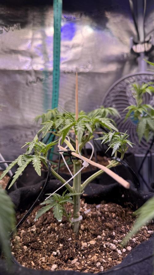 Runtz auto 2. Week 4 - no time to recover
