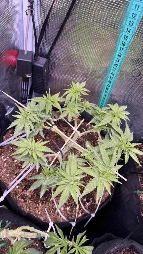 Time to experiment my theory on auto. Week 5
