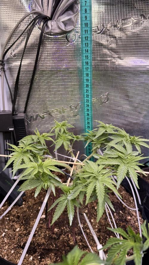 Time to experiment my theory on auto. Week 5 - end of day