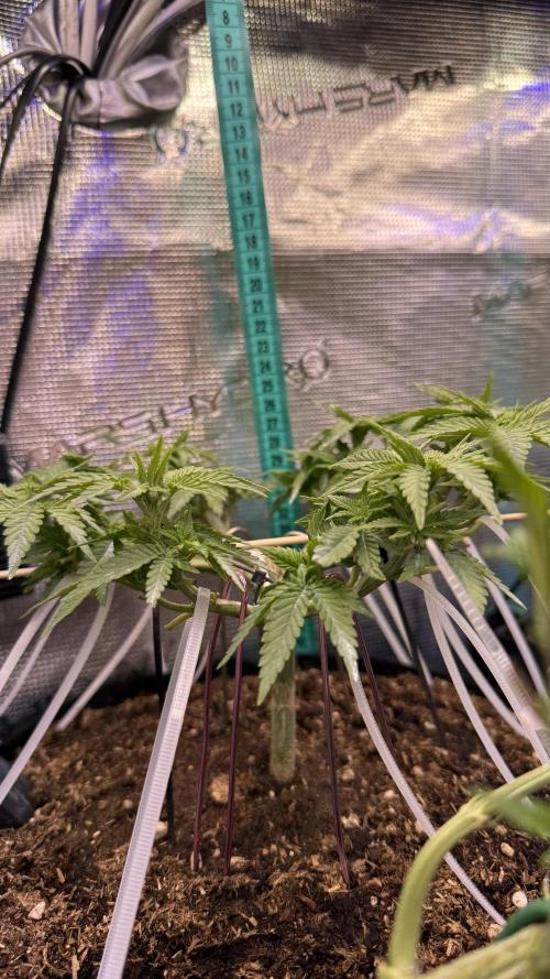 Time to experiment my theory on auto. Week 5