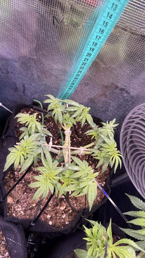 Northern lights auto Spirit Seeds. Week 5