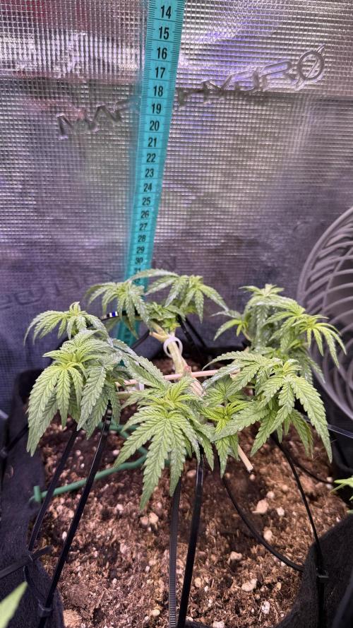 Northern lights auto Spirit Seeds. Week 5