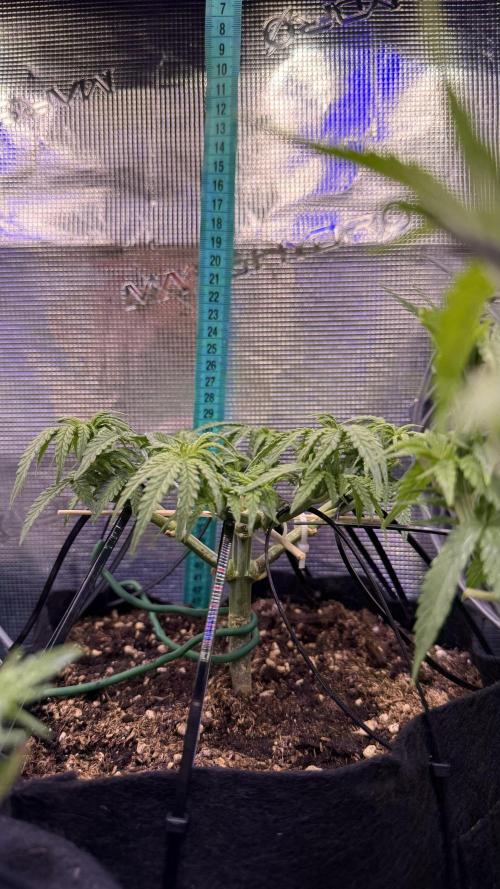 Northern lights auto Spirit Seeds. Week 5 - end of day