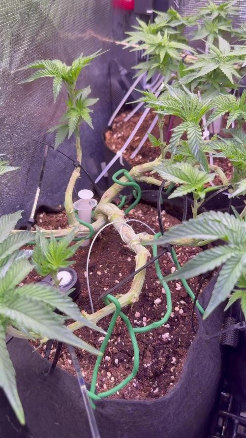 Hasse Grow Box