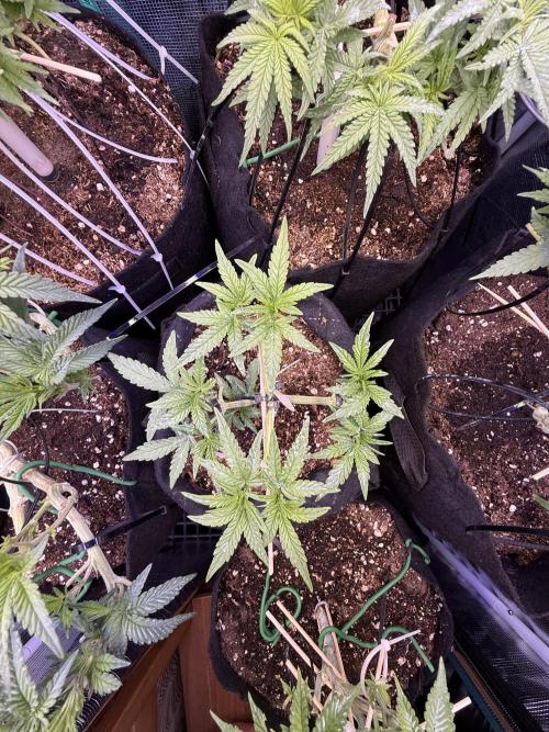 Runtz auto 2. Week 4 - half day 