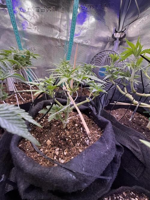 Runtz auto 2. Week 4 - waiting her injection