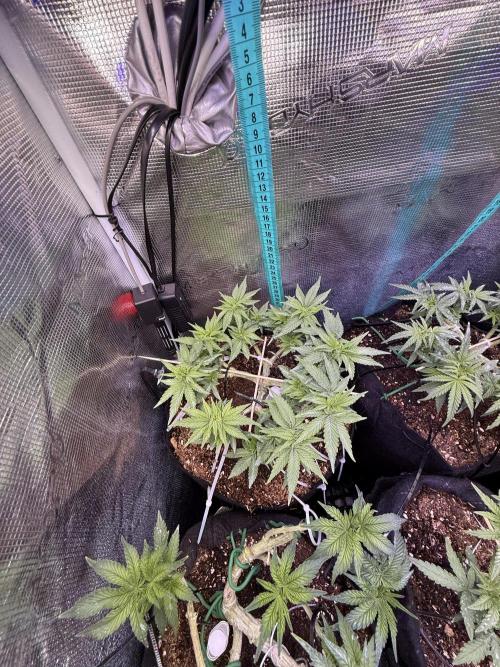 Time to experiment my theory on auto. Week 5 - 33 days