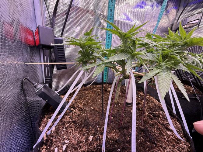 Time to experiment my theory on auto. Week 5 - going strong