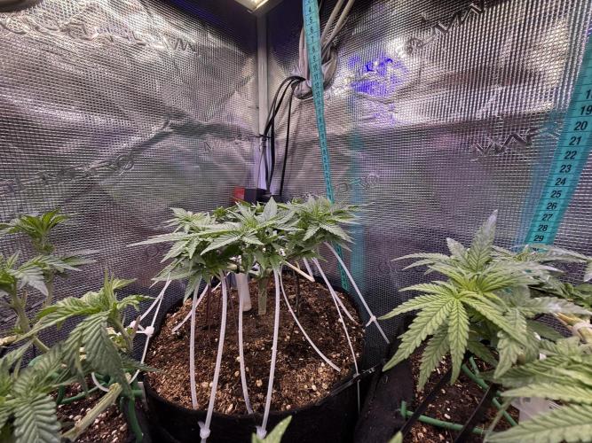 Time to experiment my theory on auto. Week 5 - my future first proof