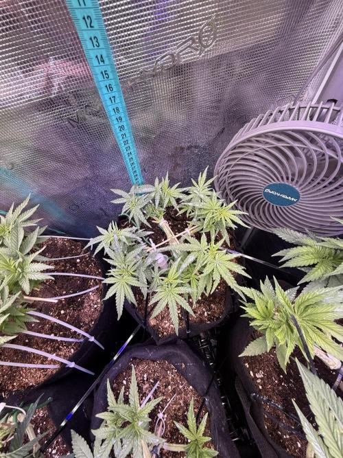 Northern lights auto Spirit Seeds. Week 5 - going well to preflower