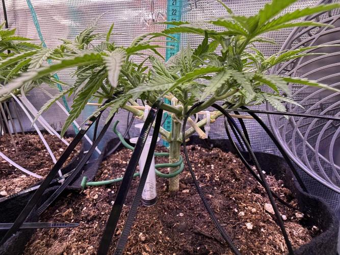 Northern lights auto Spirit Seeds. Week 5 - her midday