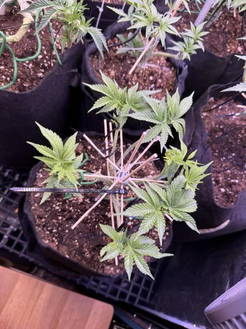 all eyes on weed. Week 6 - she looks recoveered