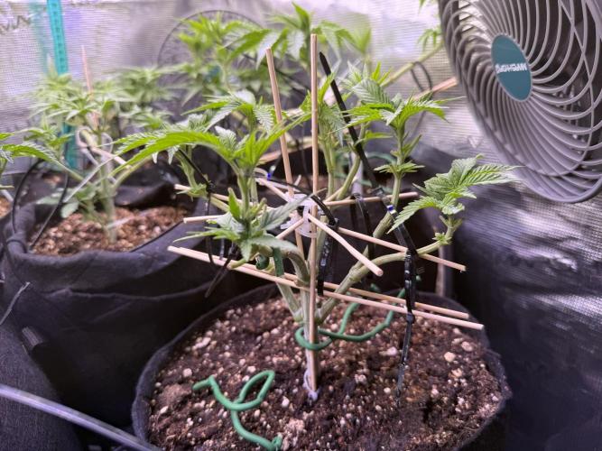 all eyes on weed. Week 6 - ready to fly 