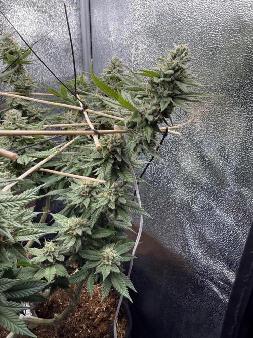 Primera fotopereodica GG4#. Week 13
