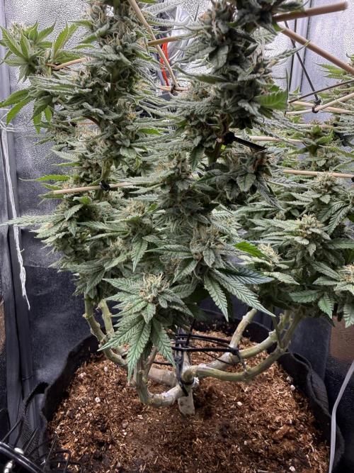 Primera fotopereodica GG4#. Week 13