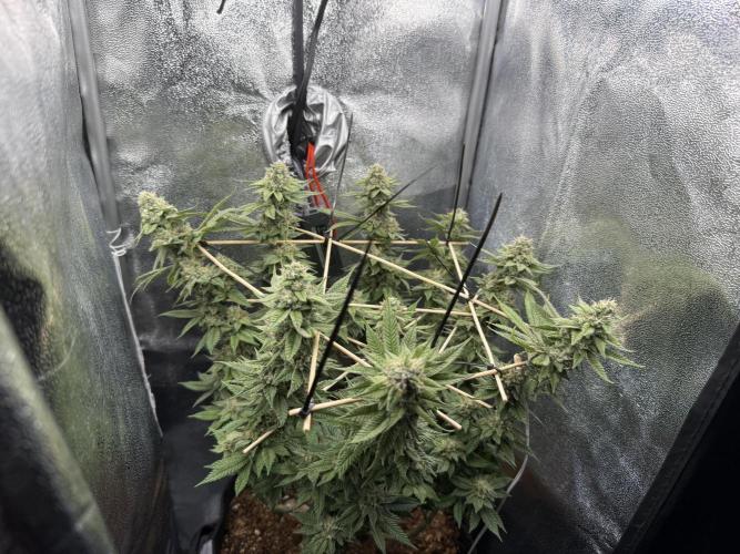 Primera fotopereodica GG4#. Week 13