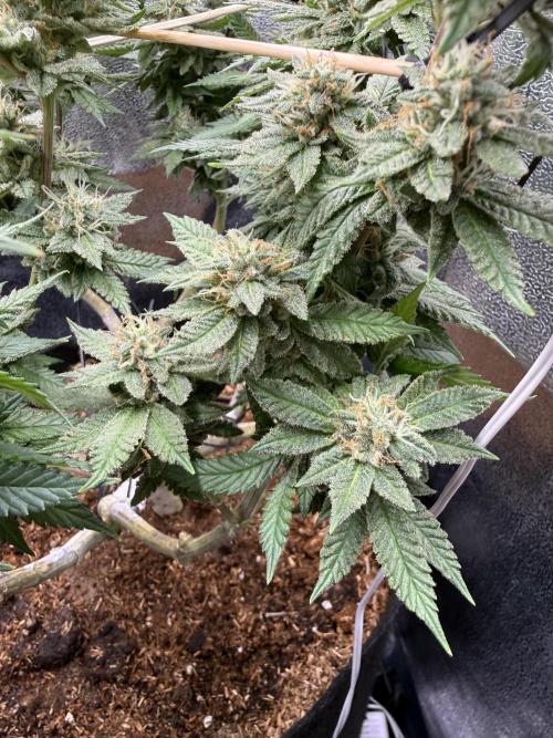 Primera fotopereodica GG4#. Week 13