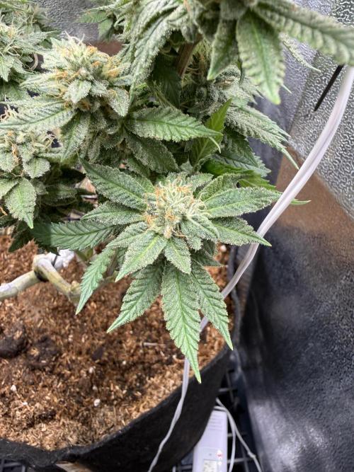 Primera fotopereodica GG4#. Week 13