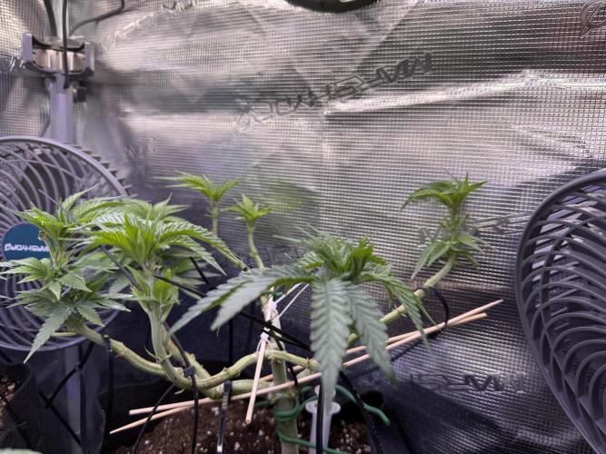 White Russian Runtz). Week 7 - all colas same level