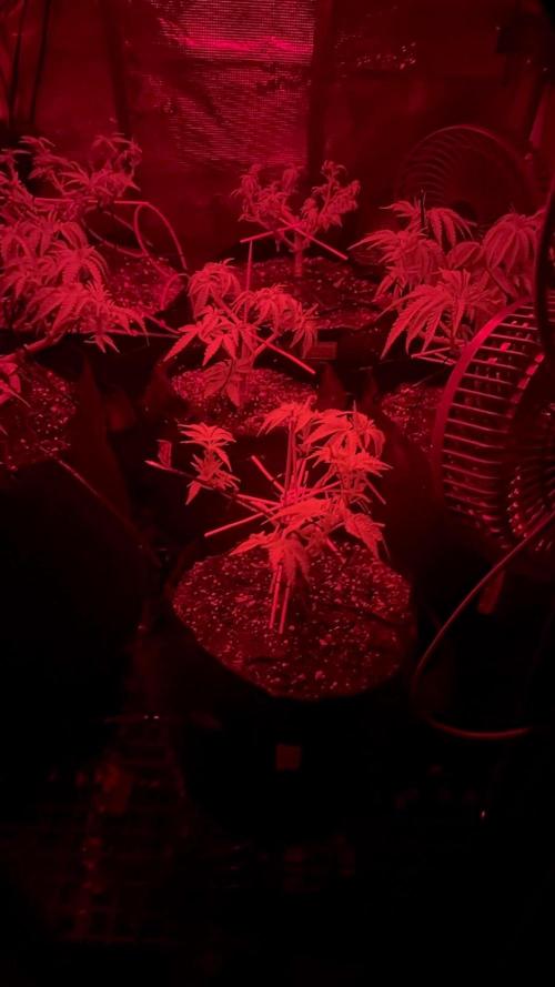 Hasse Grow Box