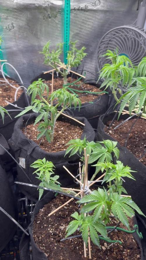 Hasse Grow Box