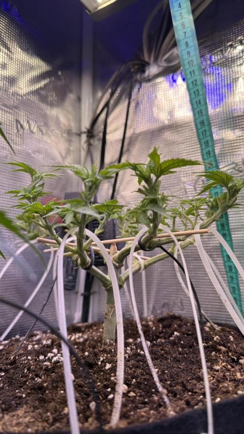 Time to experiment my theory on auto. Week 5 - one session done