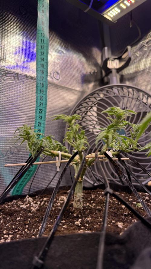 Northern lights auto Spirit Seeds. Week 5 - 25 sm to lights 1400 ppfd