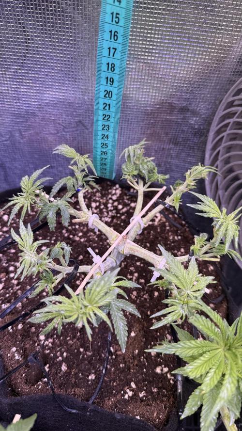 Northern lights auto Spirit Seeds. Week 5 - ready to fly