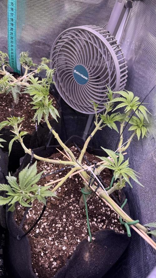 White Russian Runtz). Week 7 - good morning