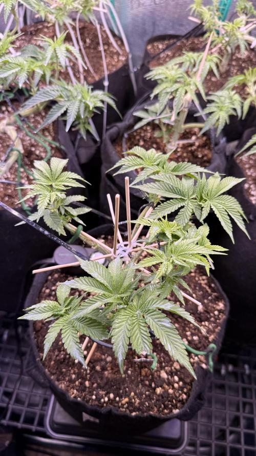 all eyes on weed. Week 6 - we begin the day