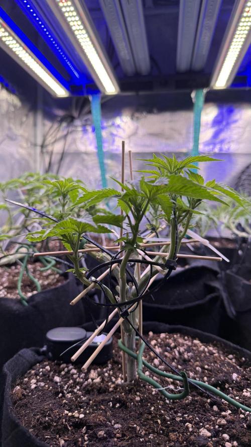 all eyes on weed. Week 6 - lst ahead