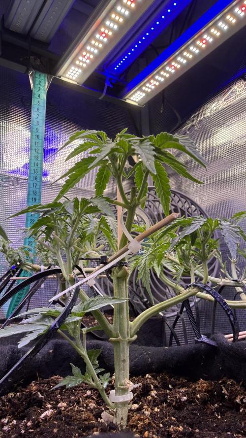 Runtz auto 2. Week 4 - waiting for transplantation