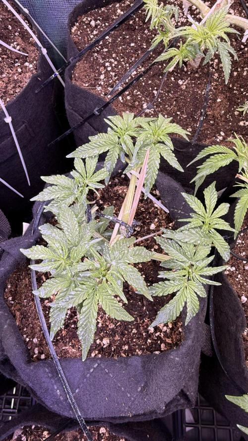 Runtz auto 2. Week 4 - keeping cloning option )