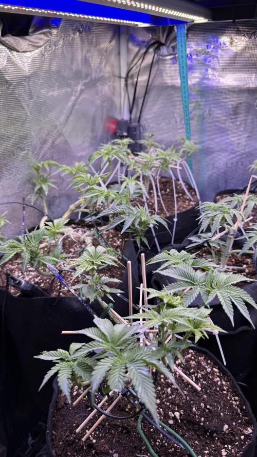Hasse Grow Box. Week 6 - First Class Flight