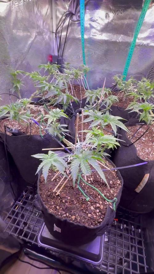 Hasse Grow Box