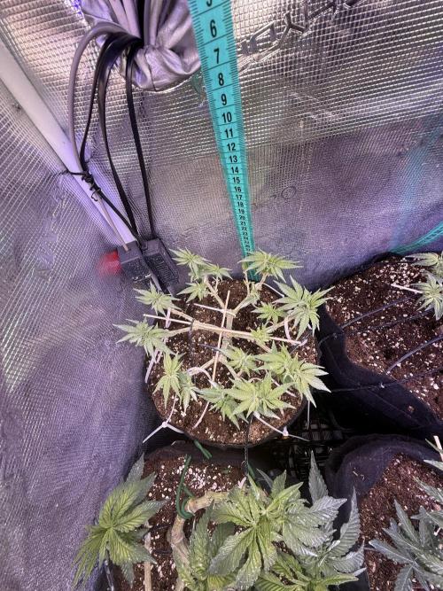 Time to experiment my theory on auto. Week 5 - going sleep