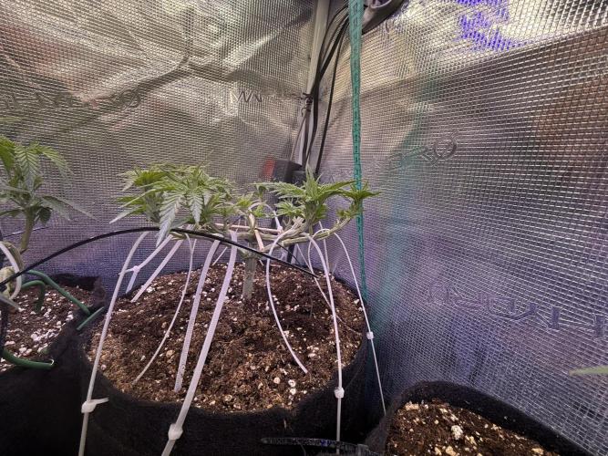 Time to experiment my theory on auto. Week 5 - light lst done