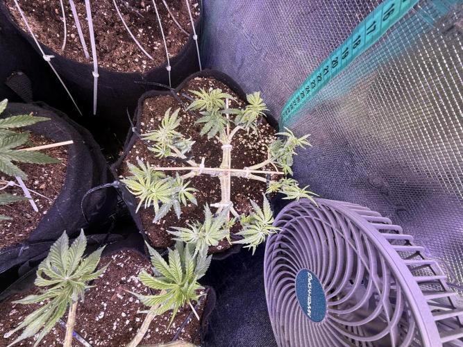 Northern lights auto Spirit Seeds. Week 5 - cooling down after hot day