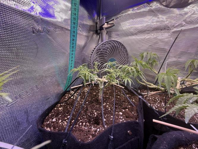 Northern lights auto Spirit Seeds. Week 5 - little bit stressed)