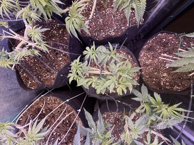 Runtz auto 2. Week 4 - having fun