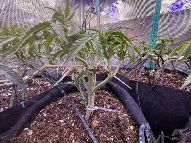 Runtz auto 2. Week 4 - with leaves