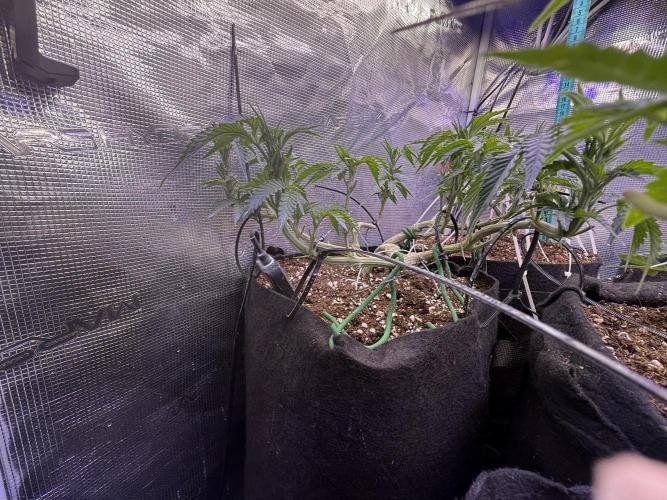 LCG 4U&4Me. Week 9 - light lst