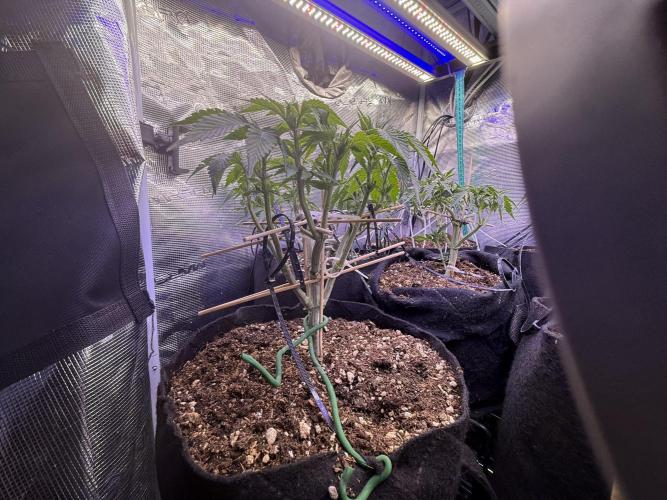 all eyes on weed. Week 6