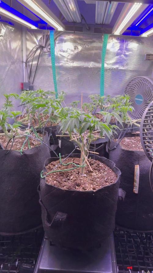 Hasse Grow Box