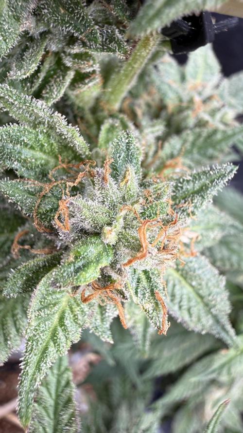 Primera fotopereodica GG4#. Week 13