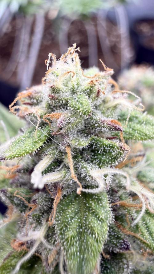 Primera fotopereodica GG4#. Week 13