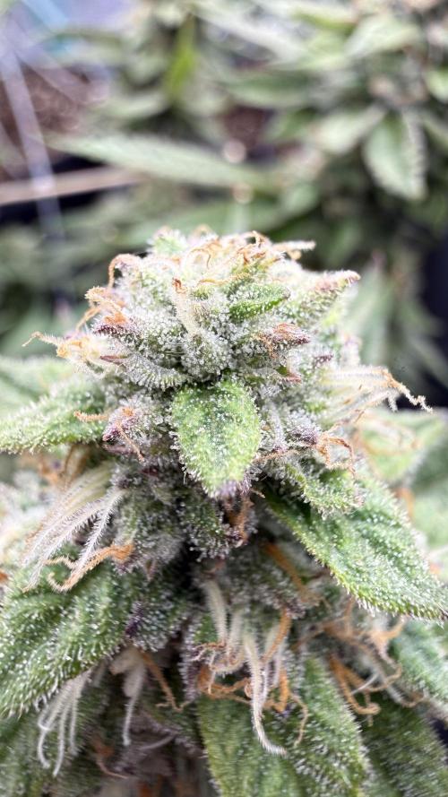 Primera fotopereodica GG4#. Week 13