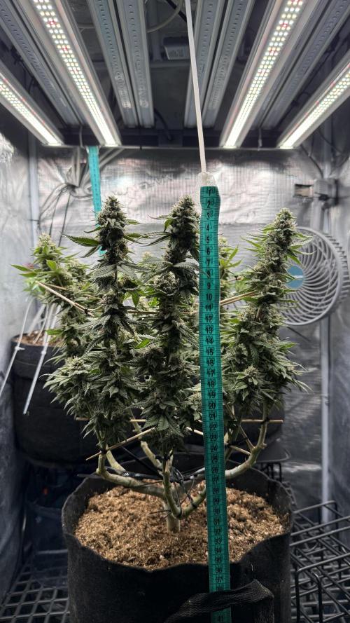 Primera fotopereodica GG4#. Week 13 - 30 sm of buds