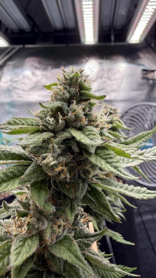Primera fotopereodica GG4#. Week 13