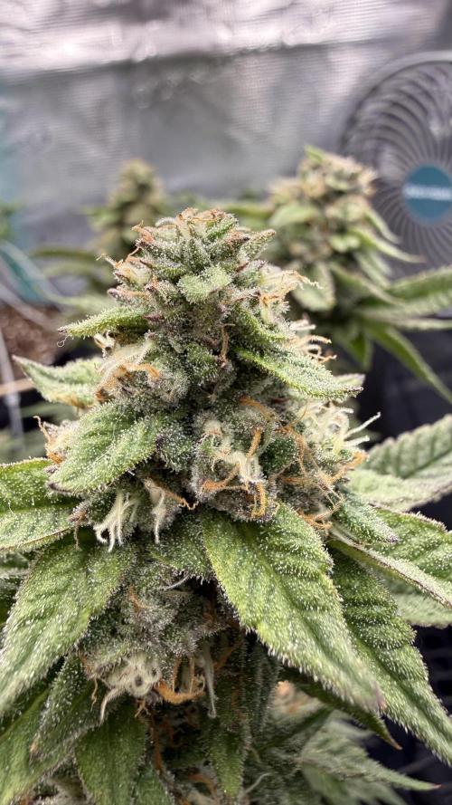 Primera fotopereodica GG4#. Week 13